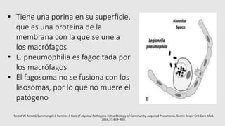 • Tiene una porina en su superficie,
que es una proteína de la
membrana con la que se une a
los macrófagos
• L. pneumophilia es fagocitada por
los macrófagos
• El fagosoma no se fusiona con los
lisosomas, por lo que no muere el
patógeno
Forest W. Arnold, Summersgill J, Ramirez J. Role of Atypical Pathogens in the Etiology of Community-Acquired Pneumonia. Semin Respir Crit Care Med.
2016;37:819–828.
 
