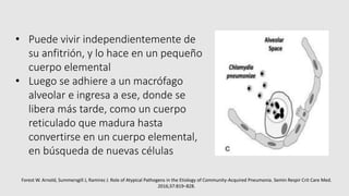 • Puede vivir independientemente de
su anfitrión, y lo hace en un pequeño
cuerpo elemental
• Luego se adhiere a un macrófago
alveolar e ingresa a ese, donde se
libera más tarde, como un cuerpo
reticulado que madura hasta
convertirse en un cuerpo elemental,
en búsqueda de nuevas células
Forest W. Arnold, Summersgill J, Ramirez J. Role of Atypical Pathogens in the Etiology of Community-Acquired Pneumonia. Semin Respir Crit Care Med.
2016;37:819–828.
 