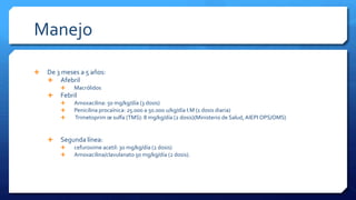 Manejo
 De 3 meses a 5 años:
 Afebril
 Macrólidos
 Febril
 Amoxacilina: 50 mg/kg/día (3 dosis)
 Penicilina procaínica: 25.000 a 50.000 u/kg/día I.M (1 dosis diaria)
 Trimetoprim œ sulfa (TMS): 8 mg/kg/día (2 dosis)(Ministerio de Salud,AIEPI OPS/OMS)
 Segunda línea:
 cefuroxime acetil: 30 mg/kg/día (2 dosis)
 Amoxacilina/clavulanato 50 mg/kg/día (2 dosis).
 
