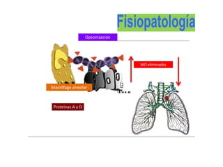arrido
liar
Macrófago alveolar
Proteínas A y D
Opsonización
+
MO eliminados
 