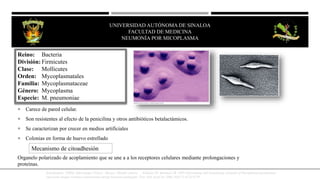  Carece de pared celular.
 Son resistentes al efecto de la penicilina y otros antibióticos betalactámicos.
 Se caracterizan por crecer en medios artificiales
 Colonias en forma de huevo estrellado
Organelo polarizado de acoplamiento que se une a a los receptores celulares mediante prolongaciones y
proteínas.
Reino: Bacteria
División: Firmicutes
Clase: Mollicutes
Orden: Mycoplasmatales
Familia: Mycoplasmataceae
Género: Mycoplasma
Especie: M. pneumoniae
Mecanismo de citoadhesión
JesusKumate. (2008). Infectologia Clinica . Mexico: Méndez editores , Kannan TR, Baseman JB. ADP-ribosylating and vacuolating cytotoxin of Mycoplasma pneumoniae
represents unique virulence determinant among bacterial pathogens. Proc Natl Acad Sci 2006;103(17):6724-6729
UNIVERSIDAD AUTÓNOMA DE SINALOA
FACULTAD DE MEDICINA
HEPATITIS VIRAL
UNIVERSIDAD AUTÓNOMA DE SINALOA
FACULTAD DE MEDICINA
NEUMONÍA POR MICOPLASMA
 