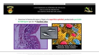  Atraviesa la barrera de moco y llegar a la superficie epitelial, produciendo peróxido
de hidrogeno que da  Parálisis ciliar
JesusKumate. (2008). Infectologia Clinica . Mexico: Méndez editores , Kannan TR, Baseman JB. ADP-ribosylating and vacuolating cytotoxin of Mycoplasma pneumoniae
represents unique virulence determinant among bacterial pathogens. Proc Natl Acad Sci 2006;103(17):6724-6729
UNIVERSIDAD AUTÓNOMA DE SINALOA
FACULTAD DE MEDICINA
HEPATITIS VIRAL
UNIVERSIDAD AUTÓNOMA DE SINALOA
FACULTAD DE MEDICINA
NEUMONÍA POR MICOPLASMA
 