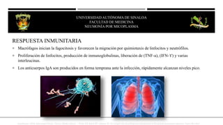 RESPUESTA INMUNITARIA
 Macrófagos inician la fagocitosis y favorecen la migración por quimiotaxis de linfocitos y neutrófilos.
 Proliferación de linfocitos, producción de inmunoglobulinas, liberación de (TNF-a), (IFN-ϒ) y varias
interleucinas.
 Los anticuerpos IgA son producidos en forma temprana ante la infección, rápidamente alcanzan niveles pico.
JesusKumate. (2008). Infectologia Clinica . Mexico: Méndez editores , Waites KB, Balish MF, Atkinson TP. New insights into the pathogenesis and detection of Mycoplasma pneumoniae infections. Future Microbiol
UNIVERSIDAD AUTÓNOMA DE SINALOA
FACULTAD DE MEDICINA
HEPATITIS VIRAL
UNIVERSIDAD AUTÓNOMA DE SINALOA
FACULTAD DE MEDICINA
NEUMONÍA POR MICOPLASMA
 