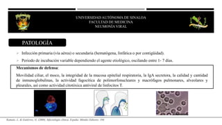 UNIVERSIDAD AUTÓNOMA DE SINALOA
FACULTAD DE MEDICINA
NEUMONÍA VIRAL
 Infección primaria (vía aérea) o secundaria (hematógena, linfática o por contigüidad).
 Periodo de incubación variable dependiendo el agente etiológico, oscilando entre 1- 7 días.
Mecanismos de defensa:
Movilidad ciliar, el moco, la integridad de la mucosa epitelial respiratoria, la IgA secretora, la calidad y cantidad
de inmunoglobulinas, la actividad fagocítica de polimorfonucleares y macrófagos pulmonares, alveolares y
pleurales, así como actividad citotóxica antiviral de linfocitos T.
PATOLOGÍA
Kumate, J., & Gutiérrez, G. (2008). Infectología clínica. España: Méndez Editores. 104.
 
