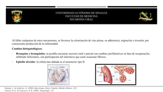 UNIVERSIDAD AUTÓNOMA DE SINALOA
FACULTAD DE MEDICINA
NEUMONÍA VIRAL
Al fallar cualquiera de estos mecanismos, se favorece la colonización de vías aéreas, su adherencia, migración e invasión, por
consecuente producción de la enfermedad.
Cambios histopatológicos:
• Bronquios y bronquiolos: es posible encontrar necrosis total o parcial con cambios proliferativos en fase de recuperación,
infiltrado linfocitario, con participación del intersticio que suele ocasionar fibrosis.
• Epitelio alveolar: la célula mas dañada es el neumocito tipo II.
Kumate, J., & Gutiérrez, G. (2008). Infectología clínica. España: Méndez Editores. 105.
Octavio, R. S., & Francisco, N. R. (2009). Neumología. 133.
 