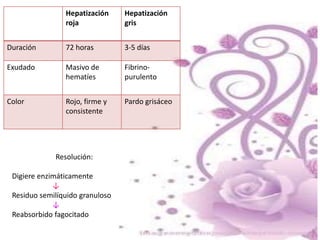 Hepatización
roja
Hepatización
gris
Duración 72 horas 3-5 días
Exudado Masivo de
hematíes
Fibrino-
purulento
Color Rojo, firme y
consistente
Pardo grisáceo
Resolución:
Digiere enzimáticamente
↓
Residuo semilíquido granuloso
↓
Reabsorbido fagocitado
 