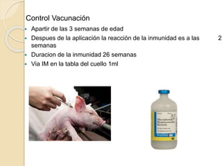 Control Vacunación
 Apartir de las 3 semanas de edad
 Despues de la aplicación la reacción de la inmunidad es a las 2
semanas
 Duracion de la inmunidad 26 semanas
 Via IM en la tabla del cuello 1ml
 