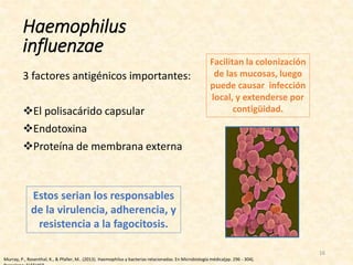 3 factores antigénicos importantes:
El polisacárido capsular
Endotoxina
Proteína de membrana externa
Haemophilus
influenzae
Estos serian los responsables
de la virulencia, adherencia, y
resistencia a la fagocitosis.
Facilitan la colonización
de las mucosas, luego
puede causar infección
local, y extenderse por
contigüidad.
16
Murray, P., Rosenthal, K., & Pfaller, M.. (2013). Haemophilus y bacterias relacionadas. En Microbiología médica(pp. 296 - 304).
 