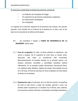 NEUMONÍA NEUMOCOCICA
7
El neumococo puede llegar al parénquima pulmonar a través de:
• La inhalación de microgotas de Flugge.
• Por aspiración de secreciones respiratorias ó digestivas.
• Por diseminación hematógena.
• Por contigüidad.
La magnitud de la infección depende de la frecuencia del contacto, del volumen
aspirado, como también de la virulencia de la bacteria por un lado y por el otro
lado de los mecanismos de defensa del huésped.
3.1. Se consideran 4 etapas o FASES DE DESARROLLO DE LA
NEUMONÍA, siendo estas:
3.1.1. Fase de congestión: En ésta, el lóbulo afectado es hiperémico, rojo
oscuro y pesado. De la superficie de corte fluye un líquido turbio,
espumoso, gris rojizo. La consistencia está aumentada.
Microscópicamente el exudado alveolar es al principio seroso, con
escasos eritrocitos, neutrófilos y macrófagos alveolares (edema
inflamatorio). En el exudado pueden demostrarse neumococos libres.
Los capilares están dilatados, repletos de sangre. Este estadio dura de
24 a 48 horas. Al final de esta fase se inicia el depósito de finas hebras
de fibrina en los alvéolos.
3.1.2. Hepatización roja: En esta fase, de 2 a 4 días de duración, la superficie
de corte es rojo oscura y luego rojo azulada, granular y seca. Los
alvéolos están ocupados por un exudado rico en fibrina, pero, además,
se encuentran escasos eritrocitos y abundantes macrófagos alveolares y
 