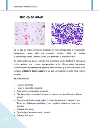 NEUMONÍA NEUMOCOCICA
xiii
TINCION DE GRAM
Es un tipo de tinción diferencial empleado en microbiología para la visualización
de bacterias, sobre todo en muestras clínicas. Debe su nombre
al bacteriólogo danés Christian Gram, que desarrolló la técnica en 1884.
Se utiliza tanto para poder referirse a la morfología celular bacteriana como para
poder realizar una primera aproximación a la diferenciación bacteriana,
considerándose Bacteria Gram positiva a las bacterias que se visualizan de color
moradas y Bacteria Gram negativa a las que se visualizan de color rosa o rojo o
grosella.
METODOLOGIA:
 Recoger muestras.
 Hacer el extendido en espiral.
 Dejar secar a temperatura ambiente.
 Fijar la muestra con metanol durante un minuto o al calor (flameado 3 veces
aprox.)
 Agregar azul violeta (cristal violeta o violeta de genciana) y esperar 1 min.
Todas las células gram positivas y gram negativas se tiñen de color azul-
purpura.
 Enjuagar con agua.
 Agregar lugol y esperar entre 1 minuto.
 Enjuagar con agua.
 