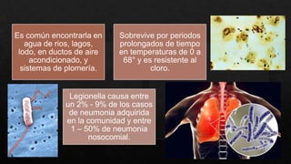 Es común encontrarla en
agua de rios, lagos,
lodo, en ductos de aire
acondicionado, y
sistemas de plomería.
Sobrevive por periodos
prolongados de tiempo
en temperaturas de 0 a
68° y es resistente al
cloro.
Legionella causa entre
un 2% - 9% de los casos
de neumonia adquirida
en la comunidad y entre
1 – 50% de neumonia
nosocomial.
 