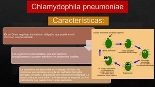 Es un Gram negative, intracelular, obligado, que puede existir
como un cuerpo reticular.
Los organismos elementales, que son inactivos
biologicamente y pueden sobrevivir en ambientes hostiles.
La neumonía se desarrolla en 2 etapas: al inicio, los
síntomas son similares a los de un resfriado (faringitis,
laringitis, sinusitis), seguido de una neumonía moderada. La
neumonía que dura entre 1 y 4 semanas es seguida por tos
persistente que puede durar varias semanas.
 
