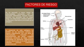 Se ha asociado a mayor riesgo de
enfermedades coronarias, por la
respuesta inflamatoria, aunque muchos
estudios han asociado con un mayor
riesgo de enfermedad cardíaca debido a
la respuesta inflamatoria provocada por el
patógeno.
La presencia de este patógeno ha
también se ha asociado, aunque de
manera insignificante, con una serie de
enfermedades, incluidas las
exacerbaciones del asma, múltiples
esclerosis, síndrome de fatiga crónica,
enfermedad de Alzheimer, degeneración
macular relacionada con la edad, lesiones
cutáneas crónicas, enfermedad
cerebrovascular.
 