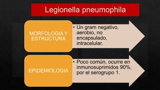 • Un gram negativo,
aerobio, no
encapsulado,
intracelular.
MORFOLOGIA Y
ESTRUCTURA
• Poco común, ocurre en
inmunosuprimidos 90%,
por el serogrupo 1.
EPIDEMIOLOGIA
 