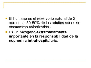 El humano es el reservorio natural de S. aureus, el 30-50% de los adultos sanos se encuentran colonizados . Es un patógeno  extremadamente importante en la responsabilidad de la neumonía intrahospitalaria. 