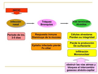 Infección nasal Tráquea Bronquios Vías terminales Alveólos INICIO Periodo de inc. 3-5 días Respuesta inmune  Disminuye de la mucosa Epitelio infectado pierde Fx ciliar Células alveolares  Pierden su integridad Pierde la producción De surfactante Infiltración Mononuclear  obstruir las vías aéreas y bloquea el intercambio  gaseoso alvéolo-capilar   