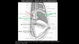 TUBO DIGESTIVO Y MESOS EN ETAPA EMBRIONARIA
Rouviere-Delmas. Anatomía humana. Descriptiva , topográfica y funcional . Abdomen 316-599.
Masson 10 ° Edición 2002
MD
MV
M
MC.D
 
