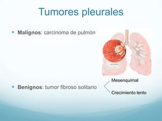 Tumores pleurales
 Malignos: carcinoma de pulmón




                                      Mesenquimal
 Benignos: tumor fibroso solitario
                                      Crecimiento lento
 