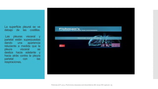 La superficie pleural se ve
debajo de las costillas.
Las pleuras visceral y
parietal están superpuestas
dando una apariencia
reluciente a medida que la
pleura visceral se
desliza hacia adelante y
hacia atrás contra la pleura
parietal con las
respiraciones.
FIshman,A:P 2022, Pulmonary deseases and disordderes.Mc Graw Hill capitulo 79.
 