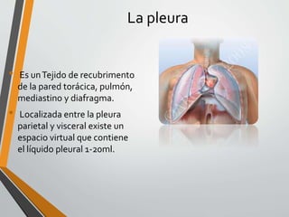 La pleura
• Es unTejido de recubrimento
de la pared torácica, pulmón,
mediastino y diafragma.
• Localizada entre la pleura
parietal y visceral existe un
espacio virtual que contiene
el líquido pleural 1-20ml.
 