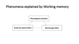 Phenomena explained by Working memory
Phonological confusion
Irrelevant speech effect Word length effect
 