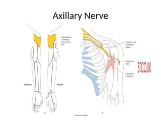 Neuo-Anatomy-and-Neurodynamics-Handout.pptx