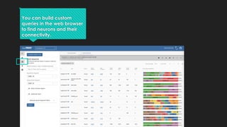 You can build custom
queries in the web browser
to find neurons and their
connectivity.
 