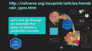 Let's now go through
an example that
looks at olfactory
projection neurons
http://natverse.org/neuprintr/articles/hemib
ra...