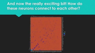 Other ways to look at connectivity
## What about OPN connectivity to neurons not in this set of OPNs?
### First, is there ...