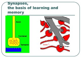 Synapses,
the basis of learning and
memory
 