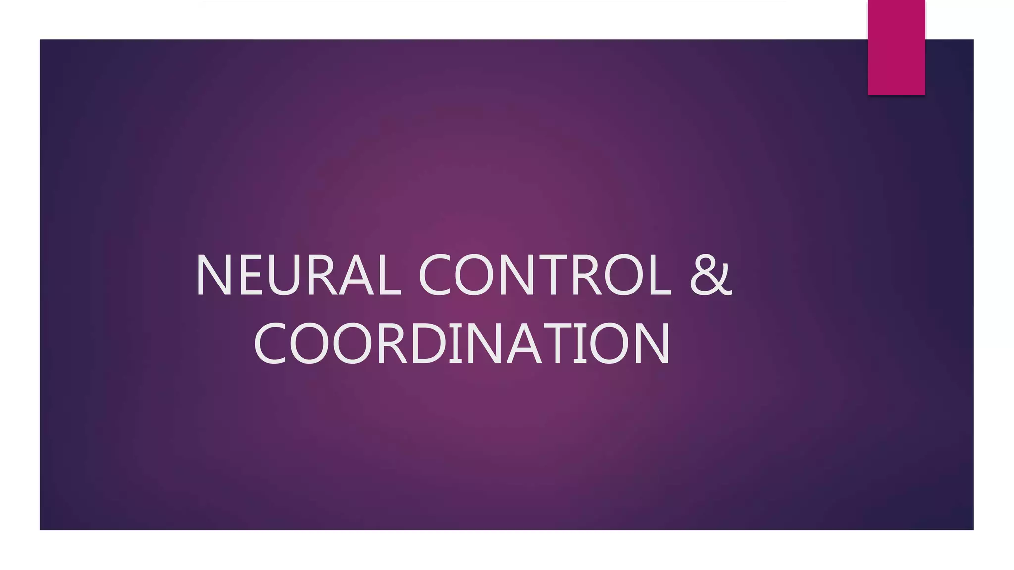Neural control-coordination-ppt class xi | PPTX