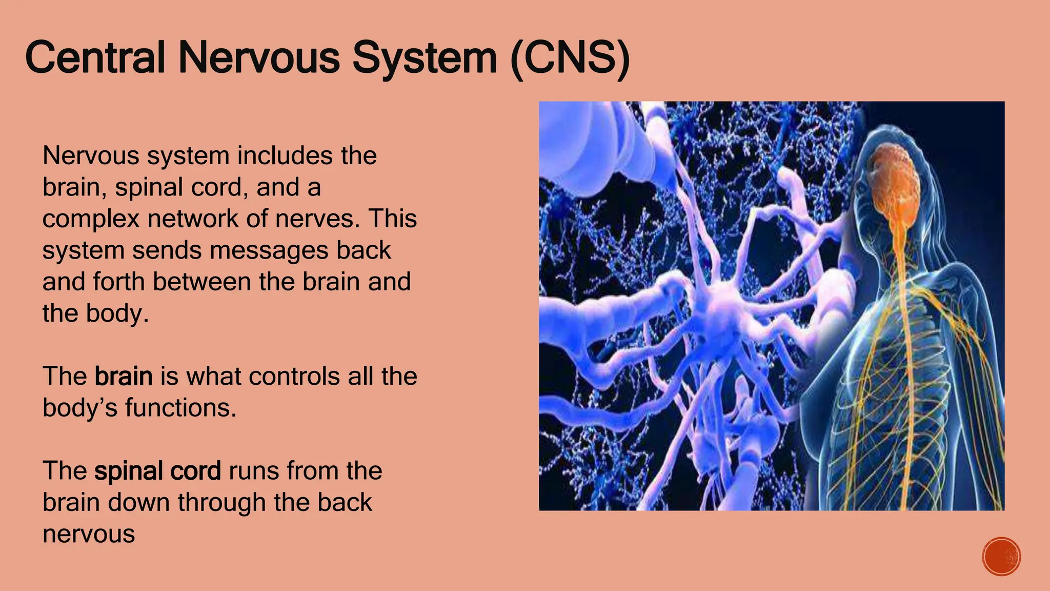 Neural-control-of-exercises-muscles.pptx
