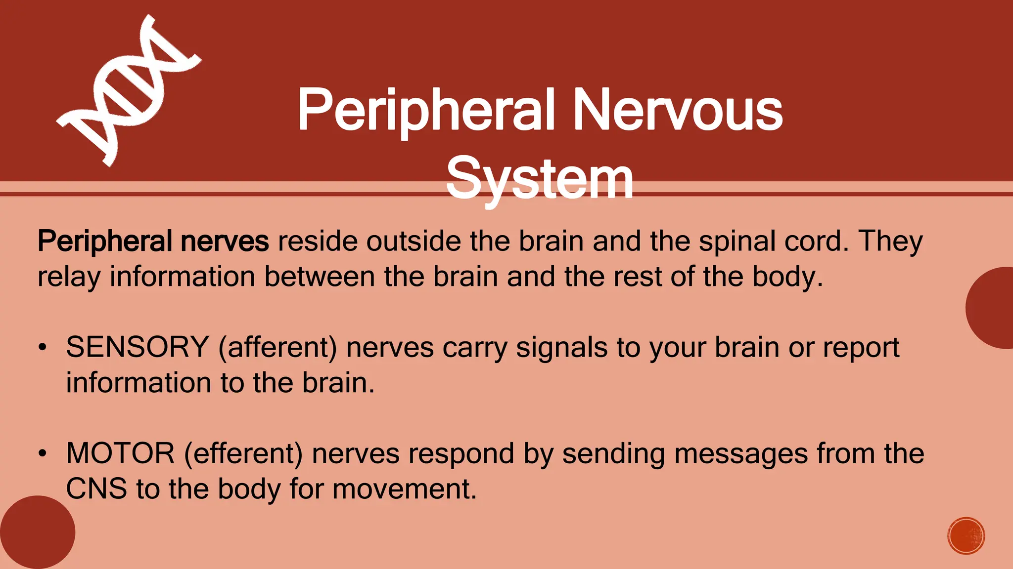 Neural-control-of-exercises-muscles.pptx