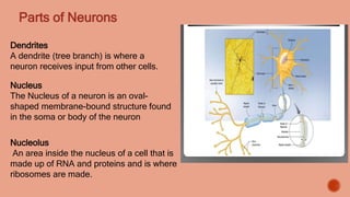 Neural-control-of-exercises-muscles.pptx