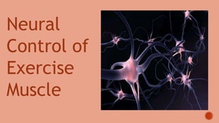 Neural
Control of
Exercise
Muscle
 