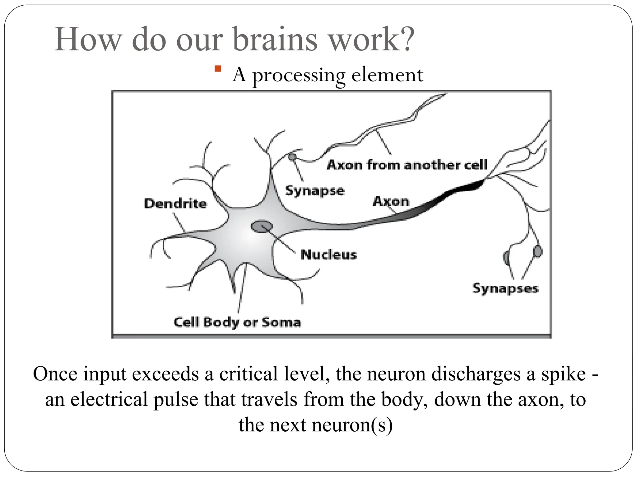 How do our brains work?
 A processing element
Once input exceeds a critical level, the neuron discharges a spike ‐
an electrical pulse that travels from the body, down the axon, to
the next neuron(s)
 