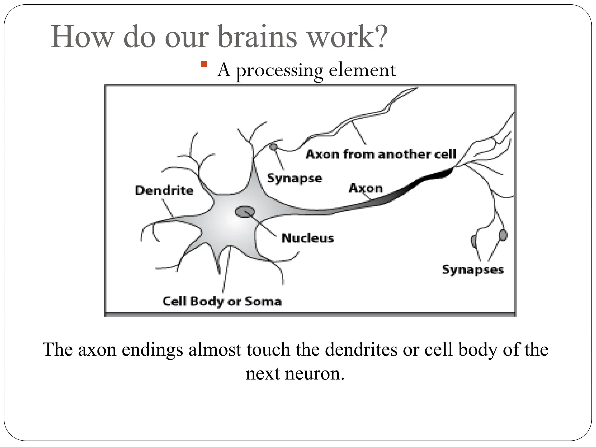How do our brains work?
 A processing element
The axon endings almost touch the dendrites or cell body of the
next neuron.
 