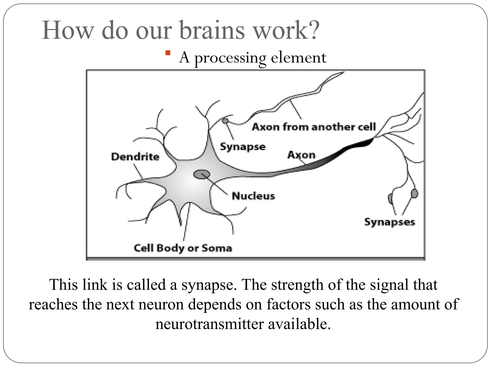 How do our brains work?
 A processing element
This link is called a synapse. The strength of the signal that
reaches the next neuron depends on factors such as the amount of
neurotransmitter available.
 