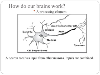 How do our brains work?
 A processing element
A neuron receives input from other neurons. Inputs are combined.
 
