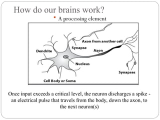 How do our brains work?
 A processing element
Once input exceeds a critical level, the neuron discharges a spike ‐
an electrical pulse that travels from the body, down the axon, to
the next neuron(s)
 