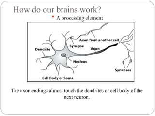 How do our brains work?
 A processing element
The axon endings almost touch the dendrites or cell body of the
next neuron.
 