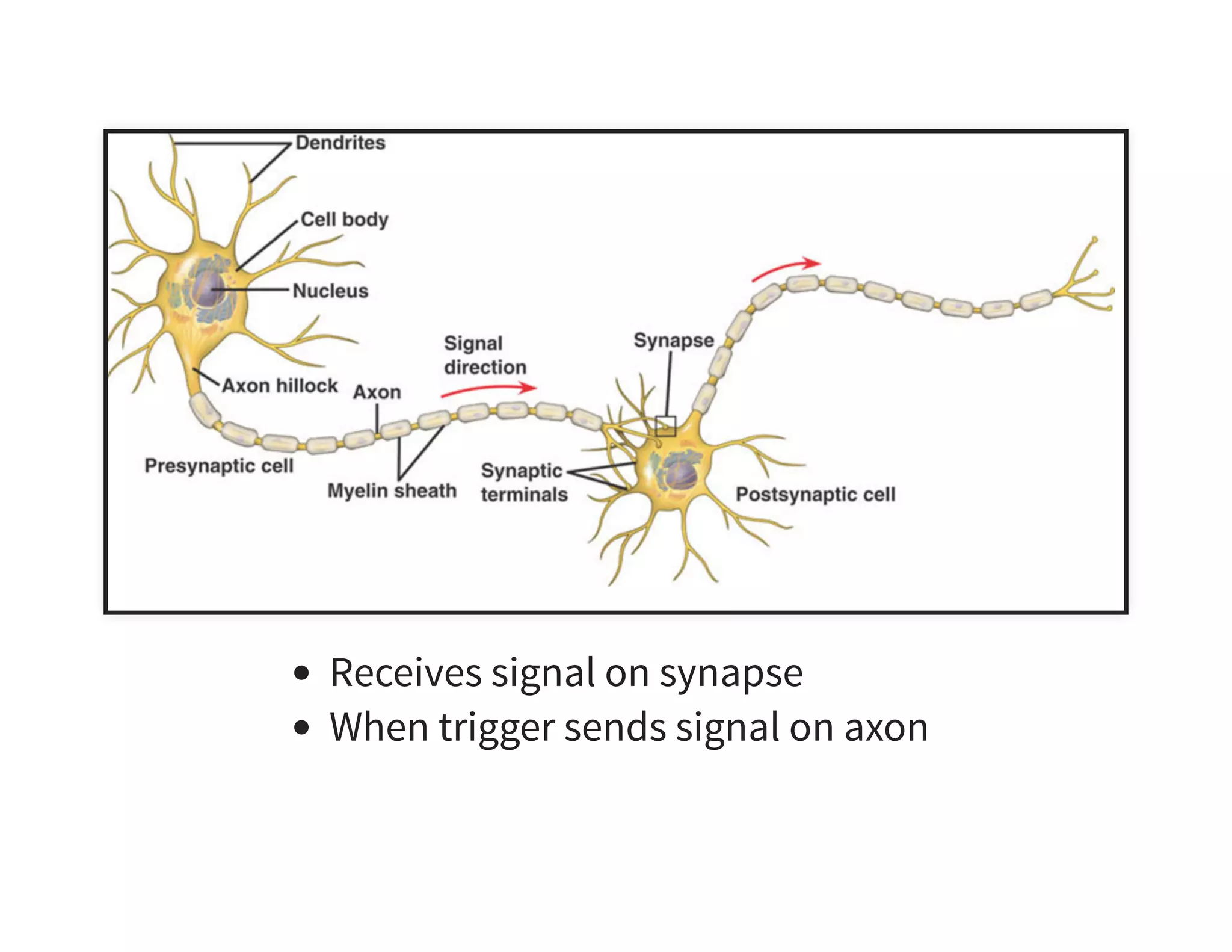 Receives signal on synapse When trigger sends signal on axon 