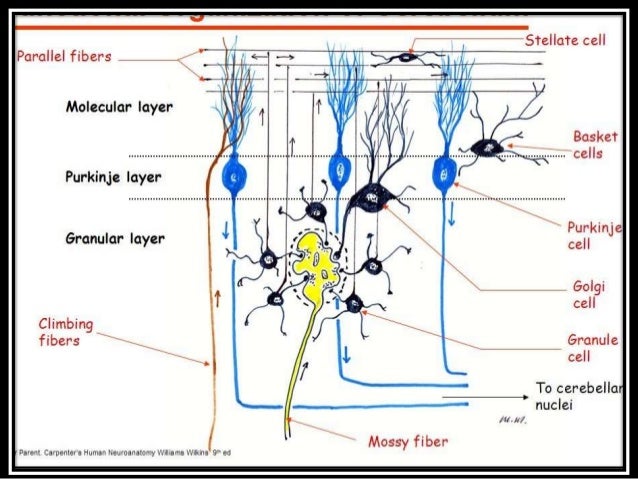 Neural circuit of cerebellum,