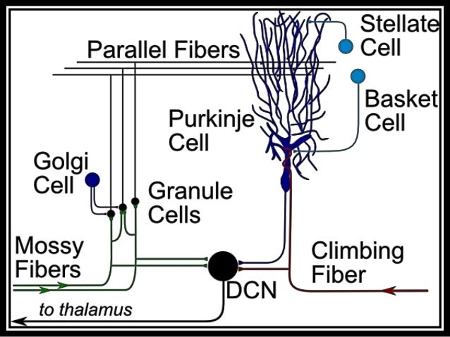 Neural circuit of cerebellum,