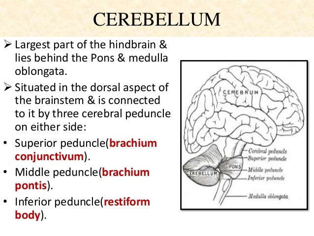 Neural circuit of cerebellum,