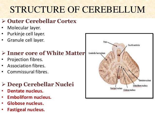 Neural circuit of cerebellum,