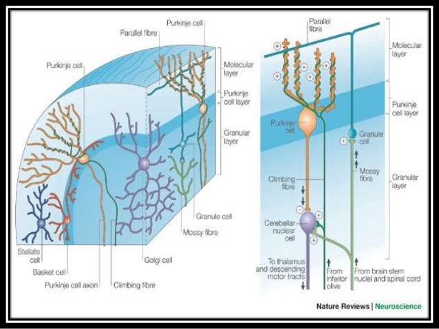 Neural circuit of cerebellum,