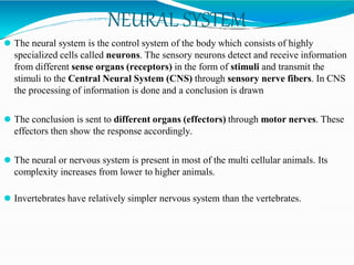 Comprehensive Overview of Human Neural System and Coordination | PDF