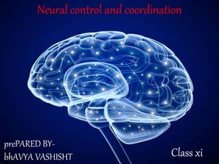 Neural control and coordination
Class xi
prePARED BY-
bhAVYA VASHISHT
 