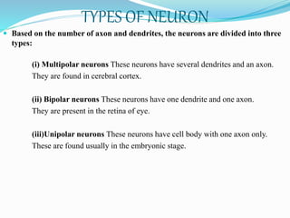 TYPES OF NEURON
 Based on the number of axon and dendrites, the neurons are divided into three
types:
(i) Multipolar neurons These neurons have several dendrites and an axon.
They are found in cerebral cortex.
(ii) Bipolar neurons These neurons have one dendrite and one axon.
They are present in the retina of eye.
(iii)Unipolar neurons These neurons have cell body with one axon only.
These are found usually in the embryonic stage.
 